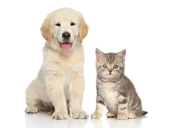 子犬と子猫かわいいカップル — ストック写真