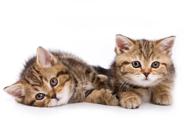 Kitten Small Cute Handsome Royalty Free Stock Images