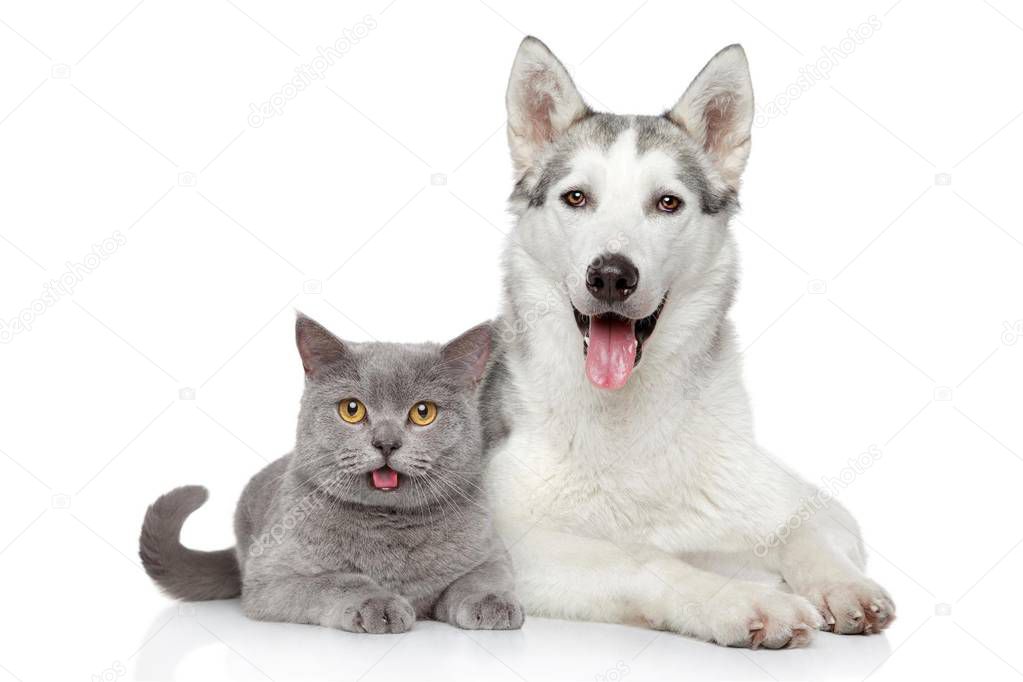 Puppy and kitten cute couple