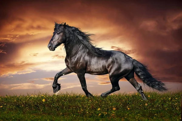 Koń Jest Pięknym Pełnym Wdzięku Zwierzęciem — Zdjęcie stockowe