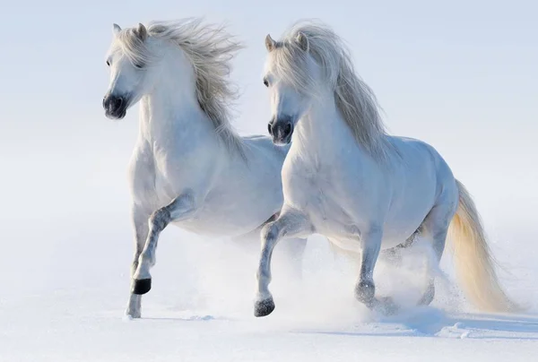 Paard Een Mooi Sierlijk Dier — Stockfoto