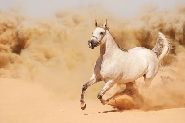 Caballo Animal Hermoso Elegante —  Fotos de Stock