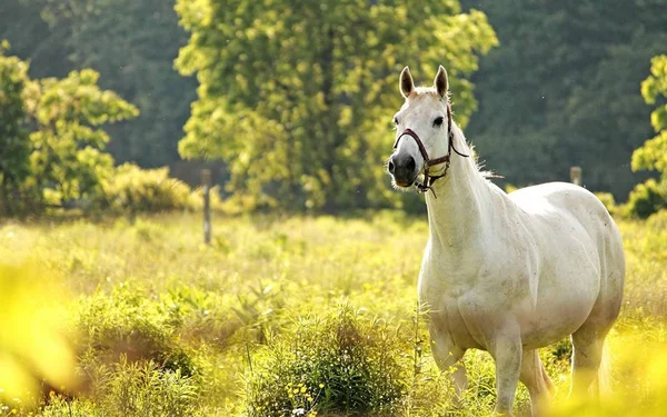 Horse Beautiful Graceful Animal — Stock Photo, Image