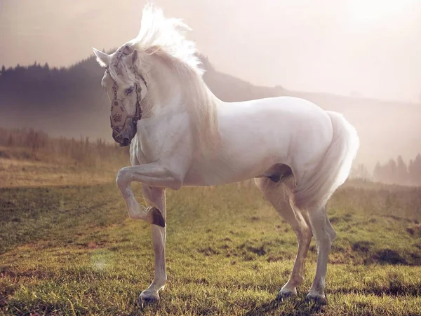 Pferd Ist Ein Schönes Und Anmutiges Tier — Stockfoto