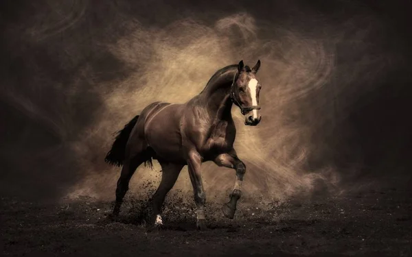 馬は美しく優雅な動物です — ストック写真