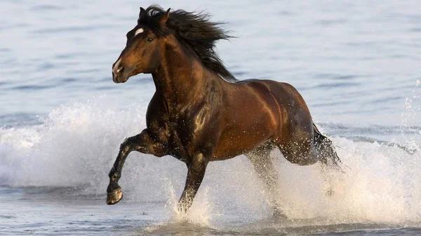 Häst Ett Vackert Och Graciöst Djur — Stockfoto