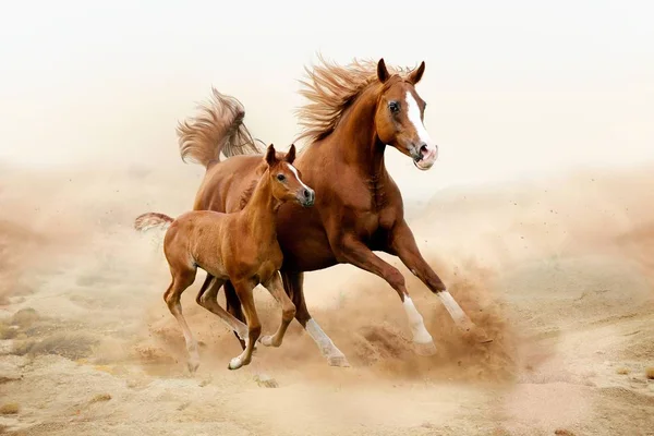 Kůň Krásné Půvabné Zvíře — Stock fotografie