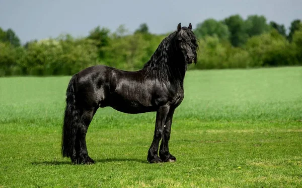Cavalo Animal Bonito Gracioso — Fotografia de Stock
