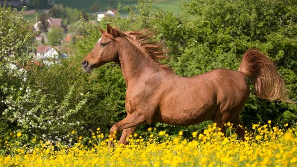 Άλογο Είναι Ένα Όμορφο Και Χαριτωμένο Ζώο — Φωτογραφία Αρχείου