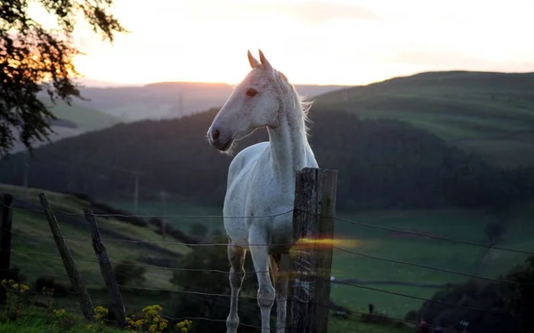 Caballo Animal Hermoso Elegante —  Fotos de Stock