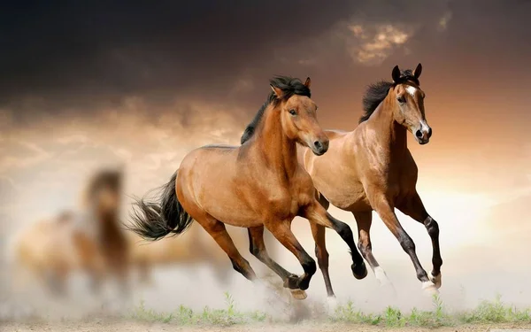 Cavallo Animale Bello Grazioso — Foto Stock