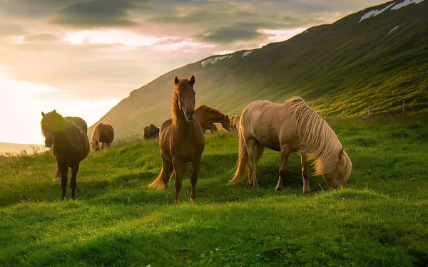 Cavallo Animale Bello Grazioso — Foto Stock