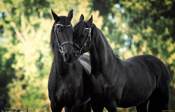 Häst Ett Vackert Och Graciöst Djur — Stockfoto