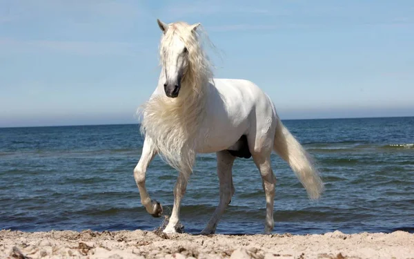 Άλογο Είναι Ένα Όμορφο Και Χαριτωμένο Ζώο Εικόνα Αρχείου