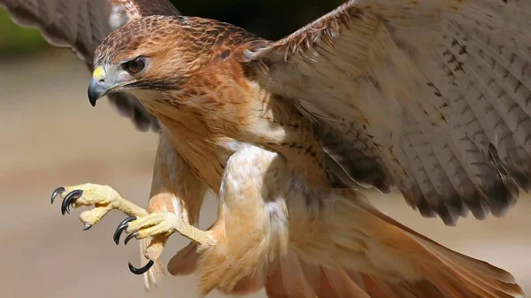 Hawk Drapieżny Ptak — Zdjęcie stockowe