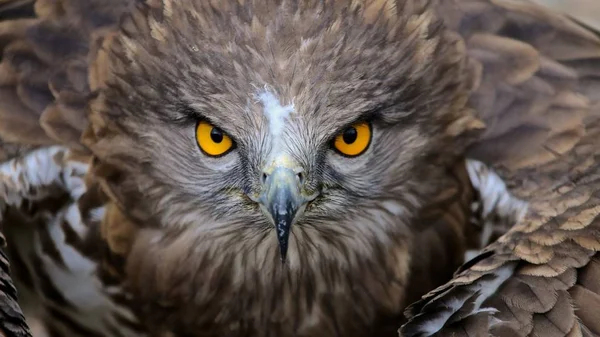 Hawk Rovfågel — Stockfoto