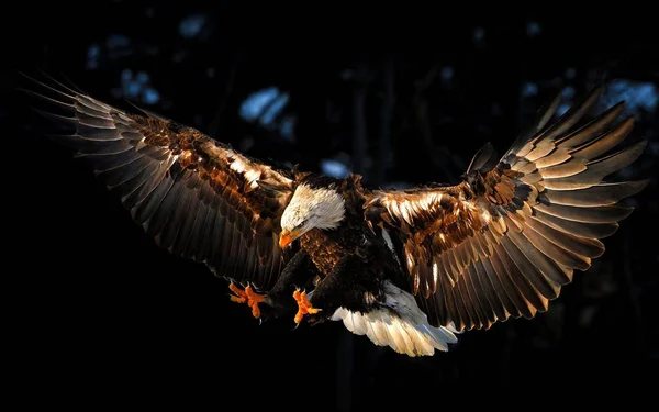 Hawk Drapieżny Ptak — Zdjęcie stockowe