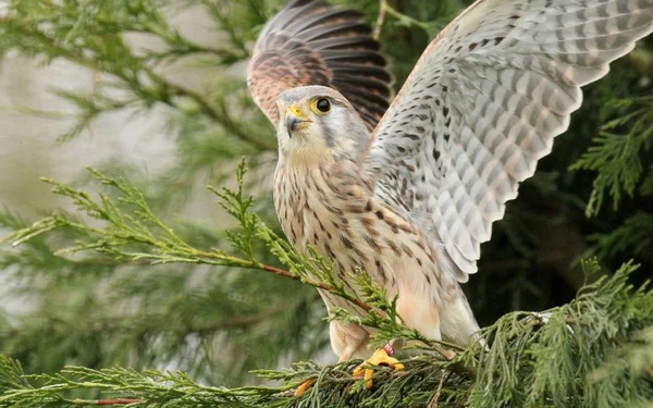 Hawk Rovfågel — Stockfoto