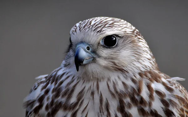 Hawk Rovfågel — Stockfoto