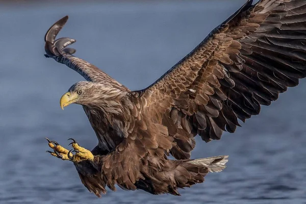 Hawk Drapieżny Ptak — Zdjęcie stockowe