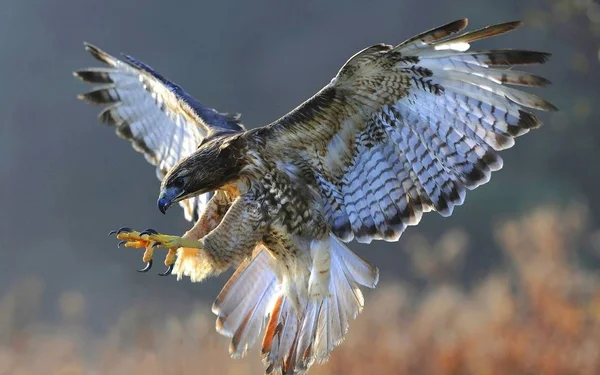 Hawk Drapieżny Ptak — Zdjęcie stockowe