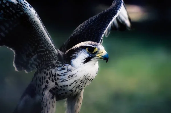 Hawk Rovfågel — Stockfoto