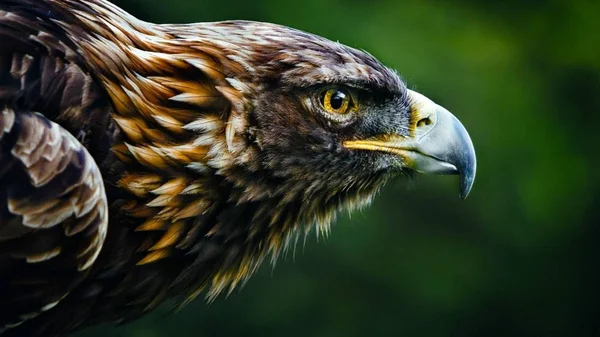 Hawk Bird Prey — Stock Photo, Image