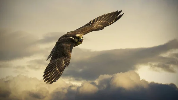 Hawk Drapieżny Ptak — Zdjęcie stockowe