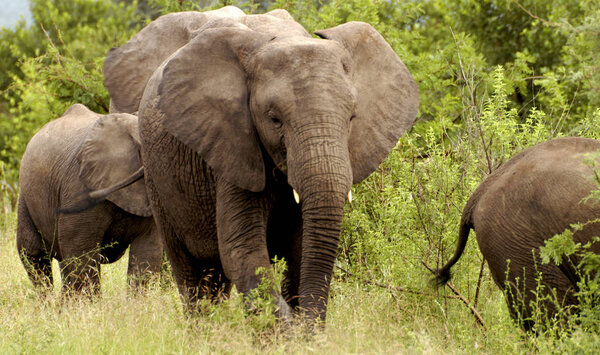 Group of elephants walking among the trees