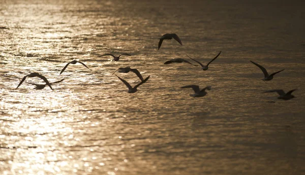 Möwen Fliegen Mit Goldener Farbe Über Strand Bei Sonnenuntergang — Stockfoto