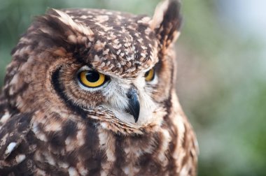 Afrika baykuşunun gagası kapalı, kulakları yeşil arkaplan kaldırmış