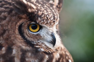 Kapalı gagalı Afrika baykuşu, yükseltilmiş kulaklar ve yeşil arka plan 