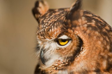 Afrika baykuşunun gözleri açık gagası kapalı agresif arka plan hafif görünüyor