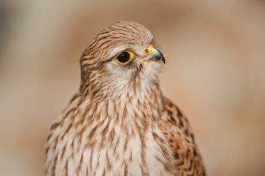 Genel Kestrel kapalı gaga arkaplan açık kahverengi kanatlar