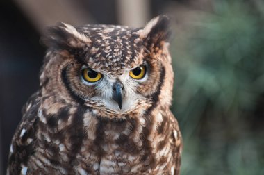 Afrika baykuşunun gagası kapalı, kulakları yeşil arkaplan kaldırmış