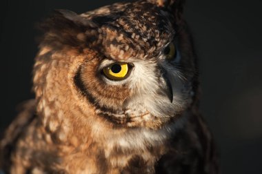 Afro baykuş kulakları gagasını kaldırdı. Kapalı arka plan.