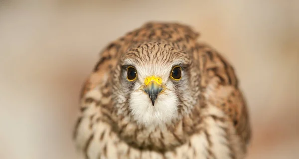 Crécerelle Amérique Bec Fermé Ailes Fermées Arrière Plan Couleur Terre — Photo