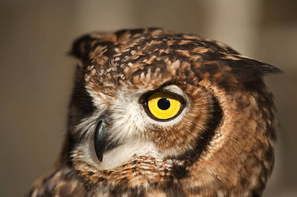 African owl with closed beak, and ears lowered and white background and morron earth