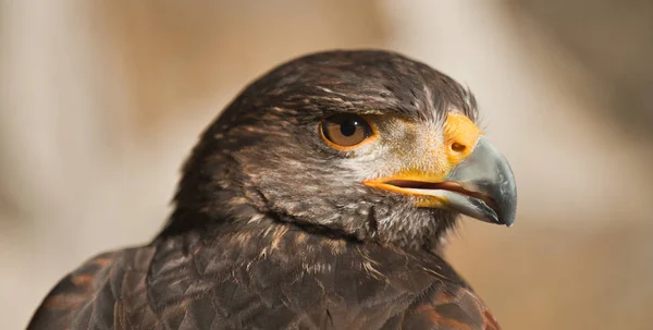 Harris Eagle Close Beak Brown Eyes Light Brown Background — Stock Photo, Image