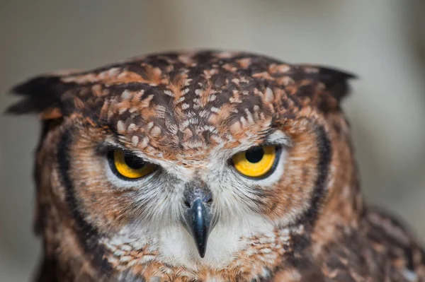 Coruja Africana Close Orelhas Caídas Fechado Bico Olhos Olhar Agressivo — Fotografia de Stock