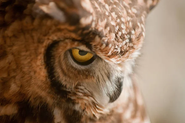 Lechuza Africana Cerca Del Ojo Izquierdo Fondo Claro — Foto de Stock