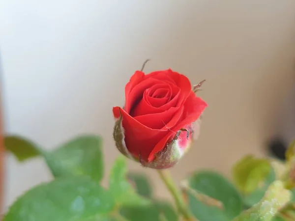 Красный Цвет Розы — стоковое фото