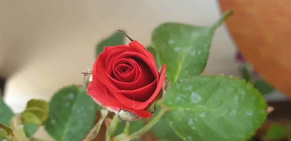 Rose Blooming Morning Rose — Stock fotografie