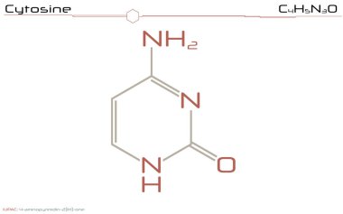 Infographic ve sitozin hakkında moleküler bilgi