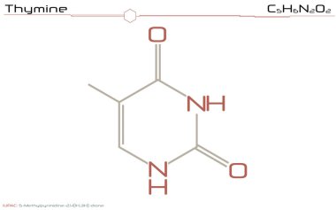 Infographic ve timin hakkında moleküler bilgi