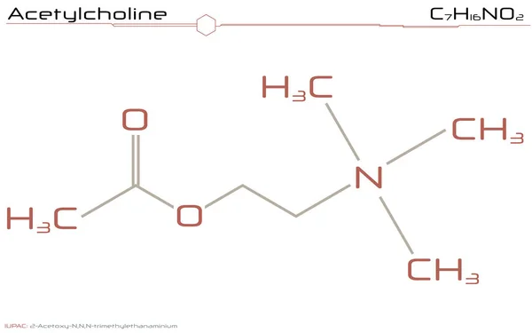 Велика Детальна Інфографіка Молекули Ацетилхоліну — стоковий вектор