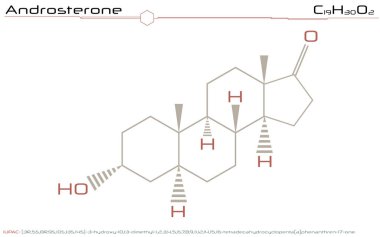 Büyük ve ayrıntılı Infographic Androsterone molekülünün