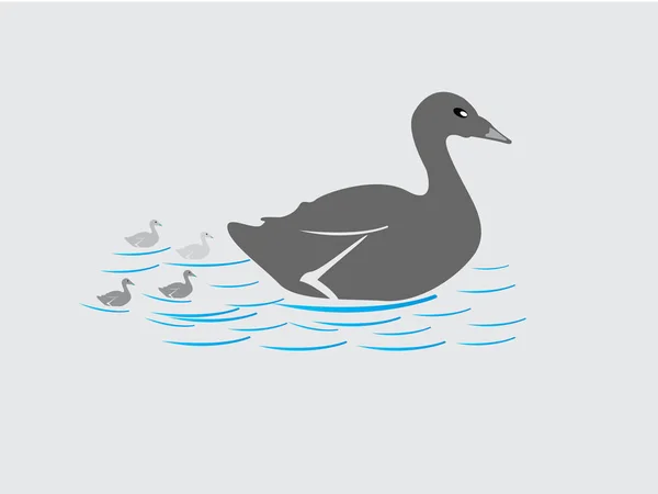 Nehirde yüzen bir kuğu.