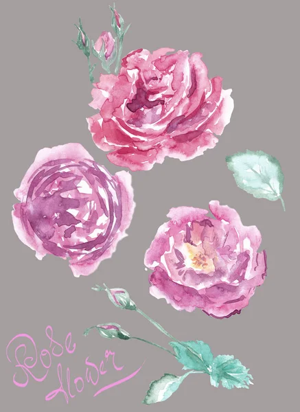 Акварель Нежные Розовые Розы Листья Клип Искусства Изолированные Элементы Дизайн — стоковое фото