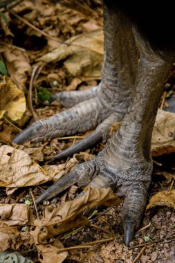 close up on endangered Cassowary Bird feet, vertical photograph.